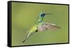 Sparkling Violetear Hummingbird-Tony Camacho-Framed Stretched Canvas