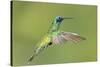 Sparkling Violetear Hummingbird-Tony Camacho-Stretched Canvas