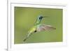 Sparkling Violetear Hummingbird-Tony Camacho-Framed Photographic Print