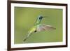 Sparkling Violetear Hummingbird-Tony Camacho-Framed Photographic Print