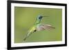 Sparkling Violetear Hummingbird-Tony Camacho-Framed Photographic Print