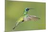 Sparkling Violetear Hummingbird-Tony Camacho-Mounted Photographic Print