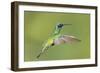 Sparkling Violetear Hummingbird-Tony Camacho-Framed Photographic Print