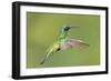 Sparkling Violetear Hummingbird-Tony Camacho-Framed Photographic Print