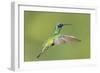 Sparkling Violetear Hummingbird-Tony Camacho-Framed Photographic Print