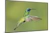 Sparkling Violetear Hummingbird-Tony Camacho-Mounted Photographic Print