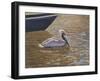 Sparkling Water Pelican-Bruce Dumas-Framed Giclee Print