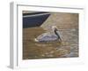 Sparkling Water Pelican-Bruce Dumas-Framed Giclee Print