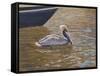 Sparkling Water Pelican-Bruce Dumas-Framed Stretched Canvas