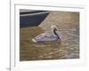 Sparkling Water Pelican-Bruce Dumas-Framed Giclee Print