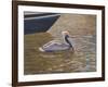 Sparkling Water Pelican-Bruce Dumas-Framed Giclee Print