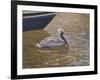 Sparkling Water Pelican-Bruce Dumas-Framed Giclee Print