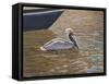 Sparkling Water Pelican-Bruce Dumas-Framed Stretched Canvas