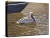 Sparkling Water Pelican-Bruce Dumas-Stretched Canvas