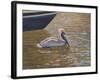 Sparkling Water Pelican-Bruce Dumas-Framed Giclee Print