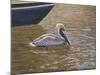 Sparkling Water Pelican-Bruce Dumas-Mounted Giclee Print