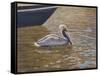 Sparkling Water Pelican-Bruce Dumas-Framed Stretched Canvas