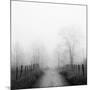 Sparks Lane in Fog-Nicholas Bell-Mounted Photographic Print