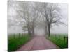 Sparks Lane on Foggy Morning, Cades Cove, Great Smoky Mountains National Park, Tennessee, USA-Adam Jones-Stretched Canvas