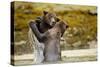 Sparring Brown Bears, Katmai National Park, Alaska-null-Stretched Canvas