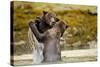 Sparring Brown Bears, Katmai National Park, Alaska-null-Stretched Canvas