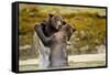 Sparring Brown Bears, Katmai National Park, Alaska-null-Framed Stretched Canvas