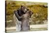 Sparring Brown Bears, Katmai National Park, Alaska-null-Stretched Canvas