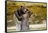 Sparring Brown Bears, Katmai National Park, Alaska-null-Framed Stretched Canvas