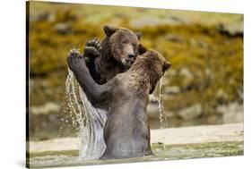 Sparring Brown Bears, Katmai National Park, Alaska-null-Stretched Canvas
