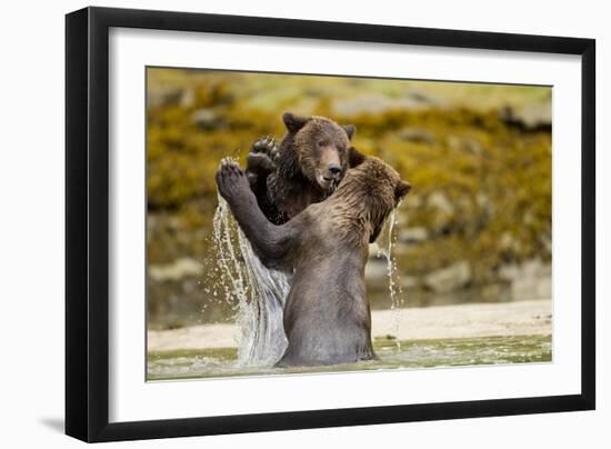 Sparring Brown Bears, Katmai National Park, Alaska-null-Framed Photographic Print