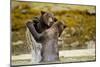 Sparring Brown Bears, Katmai National Park, Alaska-null-Mounted Photographic Print