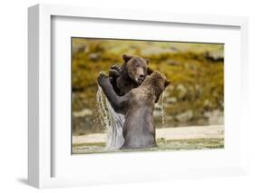 Sparring Brown Bears, Katmai National Park, Alaska-null-Framed Photographic Print