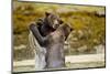 Sparring Brown Bears, Katmai National Park, Alaska-null-Mounted Photographic Print