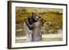 Sparring Brown Bears, Katmai National Park, Alaska-null-Framed Photographic Print