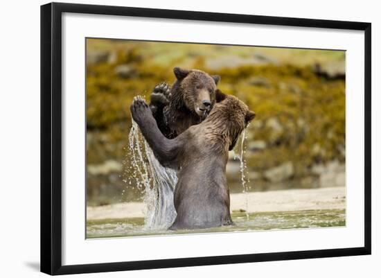 Sparring Brown Bears, Katmai National Park, Alaska-null-Framed Photographic Print