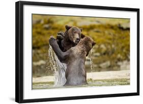 Sparring Brown Bears, Katmai National Park, Alaska-null-Framed Photographic Print