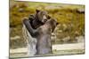 Sparring Brown Bears, Katmai National Park, Alaska-null-Mounted Photographic Print