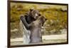 Sparring Brown Bears, Katmai National Park, Alaska-null-Framed Photographic Print