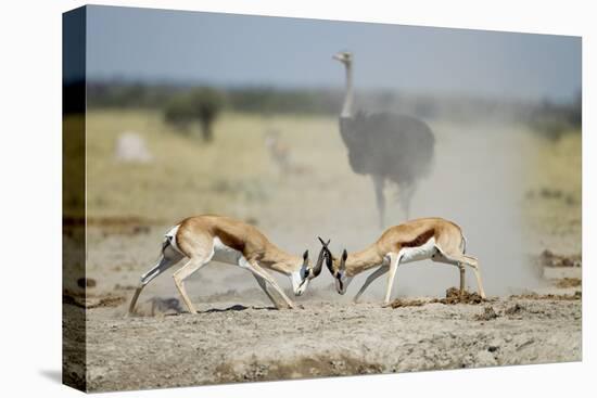 Sparring Impala, Nxai Pan National Park, Botswana-Paul Souders-Stretched Canvas