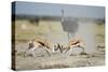 Sparring Impala, Nxai Pan National Park, Botswana-Paul Souders-Stretched Canvas