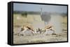 Sparring Impala, Nxai Pan National Park, Botswana-Paul Souders-Framed Stretched Canvas