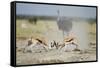 Sparring Impala, Nxai Pan National Park, Botswana-Paul Souders-Framed Stretched Canvas