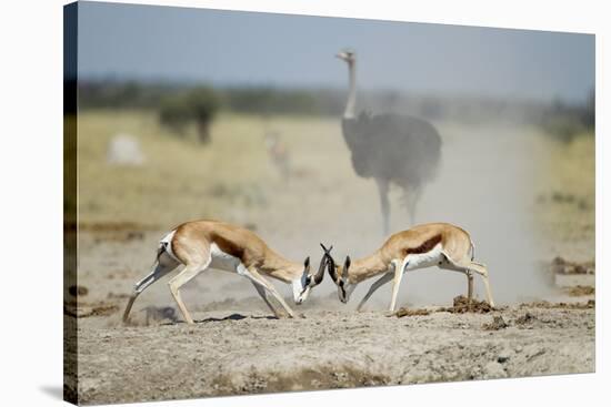 Sparring Impala, Nxai Pan National Park, Botswana-Paul Souders-Stretched Canvas