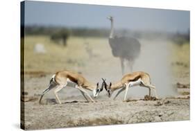 Sparring Impala, Nxai Pan National Park, Botswana-Paul Souders-Stretched Canvas