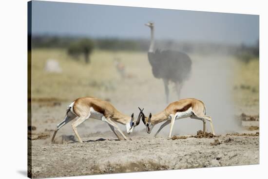 Sparring Impala, Nxai Pan National Park, Botswana-Paul Souders-Stretched Canvas