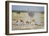 Sparring Impala, Nxai Pan National Park, Botswana-Paul Souders-Framed Photographic Print