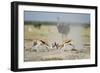 Sparring Impala, Nxai Pan National Park, Botswana-Paul Souders-Framed Photographic Print