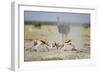 Sparring Impala, Nxai Pan National Park, Botswana-Paul Souders-Framed Photographic Print