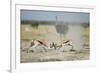 Sparring Impala, Nxai Pan National Park, Botswana-Paul Souders-Framed Photographic Print