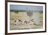 Sparring Impala, Nxai Pan National Park, Botswana-Paul Souders-Framed Photographic Print